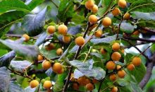 国产精品 种子,培育民族繁荣的沃土